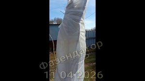 Самара. Как перезимовал персик.Персик в средней полосе.Фазендатор.