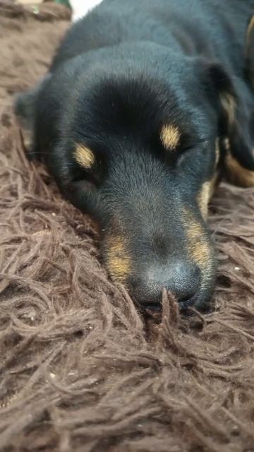 Альфа спит #мойпитомец #собачка #милота #домашниеживотные #домашниепитомцы