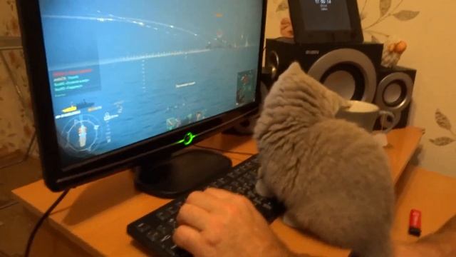 Мелиса Британская кошка