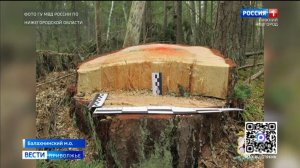 В Балахнинском округе владелец пилорамы незаконно вырубил лес