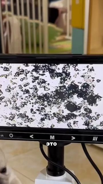 Артикул капель,которые нам посоветовал ветеринар #WW289329 остерегайтесь подделок , копируйте вместе