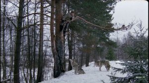 песня - Идет охота на волков - Владимир Высоцкий. х-ф Весьегонская волчица