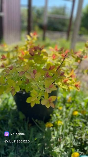 На заборе тоже написано