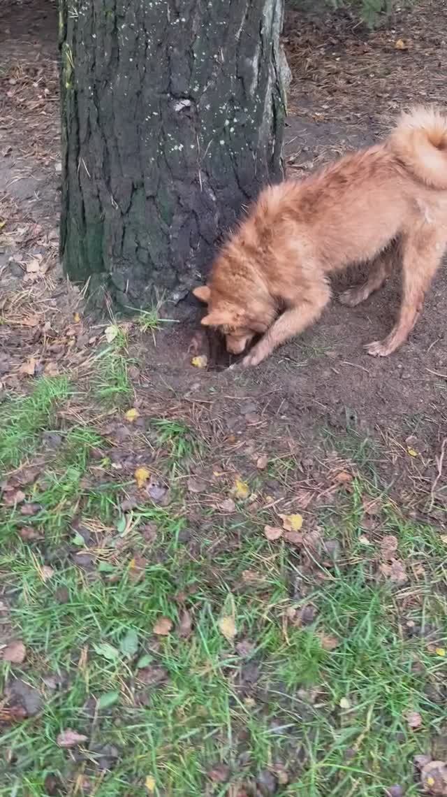 Свинья под ДУБОМ? Нет, финский шпиц под СОСНОЙ! The pig under the OAK? No, the FS under the PINE!
