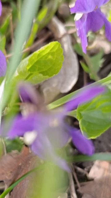 Фиалка душистая