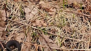 Змея Уж ,не ядовитая