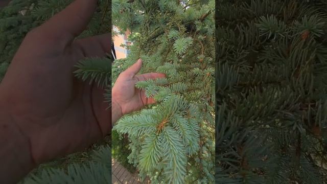 спасение голубой ели!!! 
семейное дерево

Химки Подмосковье