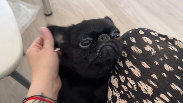 Обидно до слез! Эта бестия меня доводит