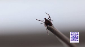 126 пострадавших от укусов клещей зарегистрировано в Вологодской области