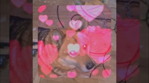 1000056007.mp4 (Собака наблюдает за устройством лестницы на 2-ой этаж в доме А-фрейм)