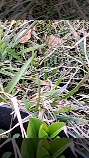 Пролески.mp4