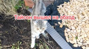 Кот Тайсон вышел на обход