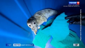 Вести Санкт-Петербург. Выпуск 07.35 от 13.04.2026