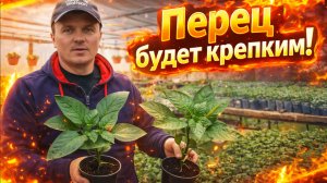 Перец из кассеты: секрет приземистой рассады! Как вырастить крепкую рассаду перца.