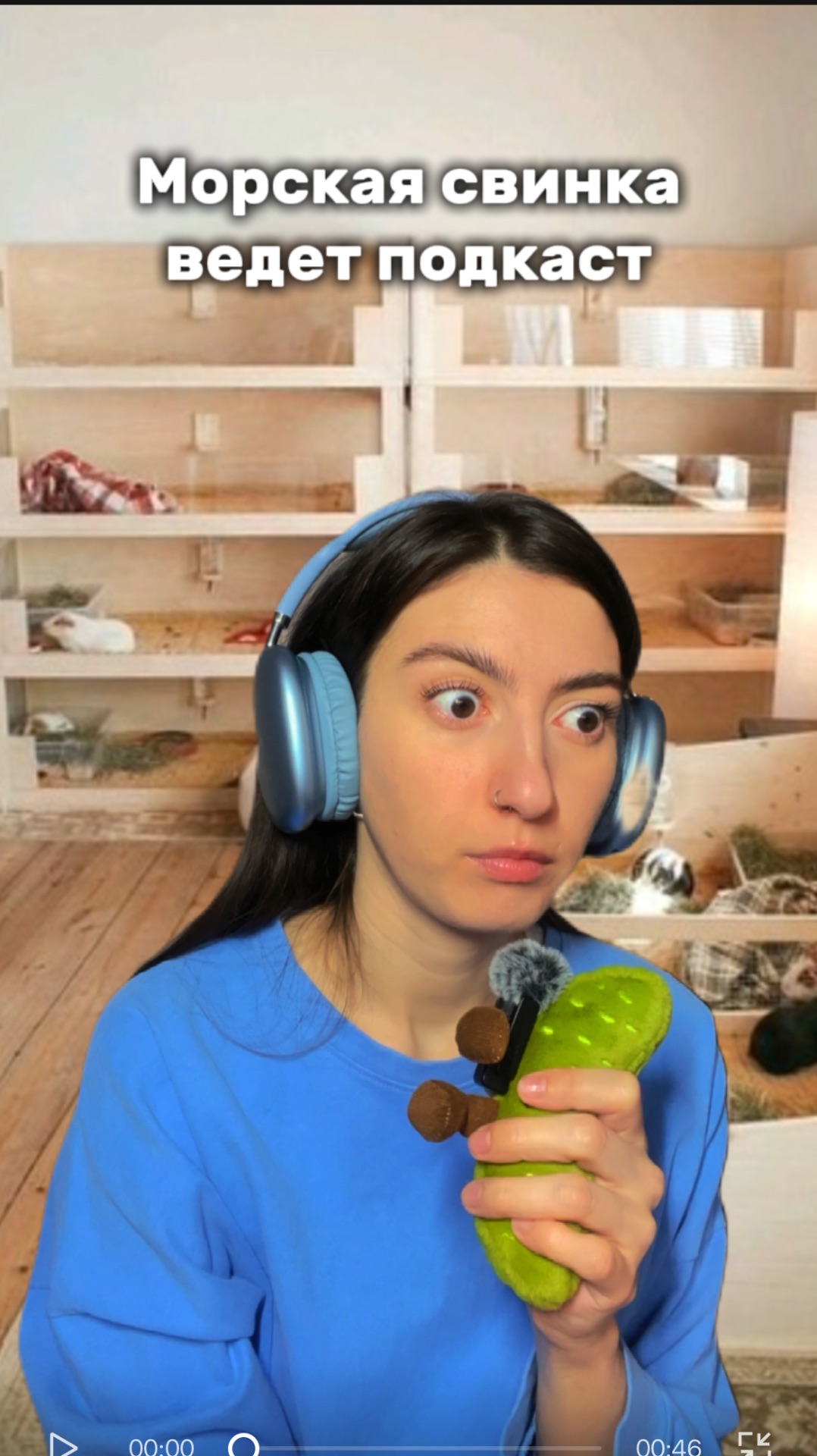 Морская свинка ведет подкаст