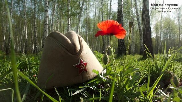 Мак на опушке #музыка #память #война