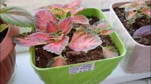 petal_20260413_212810.mp4