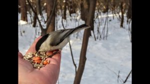 Мы к ним в гости ходим с гостинцами(жители бора)Кемерово