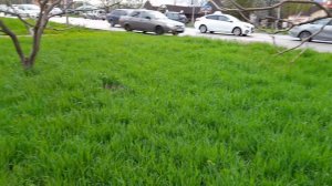 О брошенках на улицах и в жизни. 13.04.2026