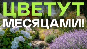 Новички не знают что ЭТИ кустарники цветут с весны по осень! Посадил и забыл