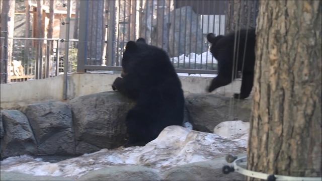 Уссурийский медвежонок Фима в бассейне вылавливает льдинки и сосёт их, а Дуся ходит рядом 09.04.2026