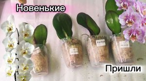 Распаковка. Китайские #орхидеи