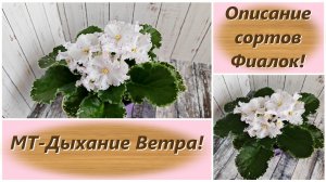 Описание сортов Фиалок! МТ-Дыхание Ветра!