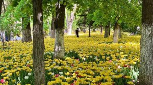 УТРЕННЯЯ ПОЧТА! БЕСПЛАТНЫЙ ИНТЕРНЕТ ,НО НЕ У НАС! ПАРФЕНКОВЫ РУБИТЕ МЕЛЬЧЕ ,ЭТО ЖЕ НЕ КОМБИКОРМ!