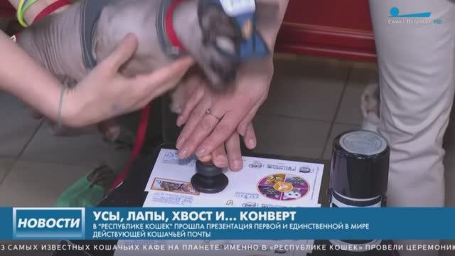 В С-Петербурге открылась единственная в мире действующая Кошачья почта в 2022 году