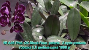 № А46 Phal. OX Black Face  peloric   2 eyes размер горшка 2,5 дюйма
