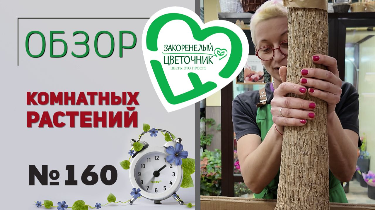 Распаковка растений: растения - новинки, аглаонемы, нереальные нолины, замиокулькасы, абутилоны №160