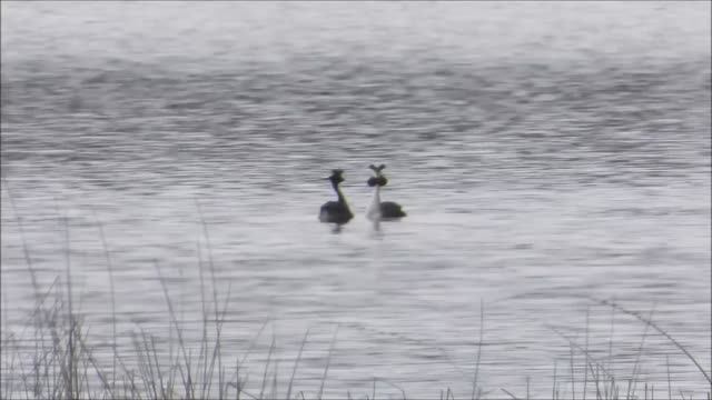 Прилет птиц весной в Великий Новгород, Чомга, брачные танцы, 13 апреля 2026
