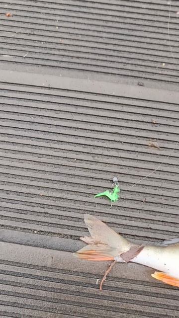 Телескопический мормо спининг Humming Bird.