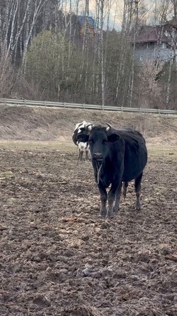 Мы любим коров