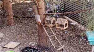 кормим белок