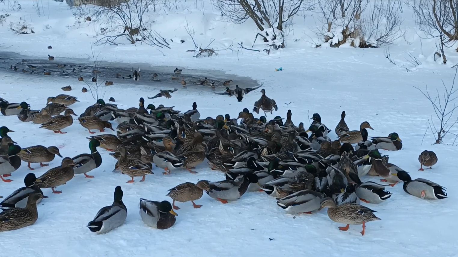 Утиная ферма 8