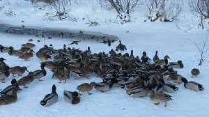 Утиная ферма 8