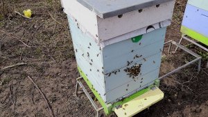 Первый облет молодой пчелы