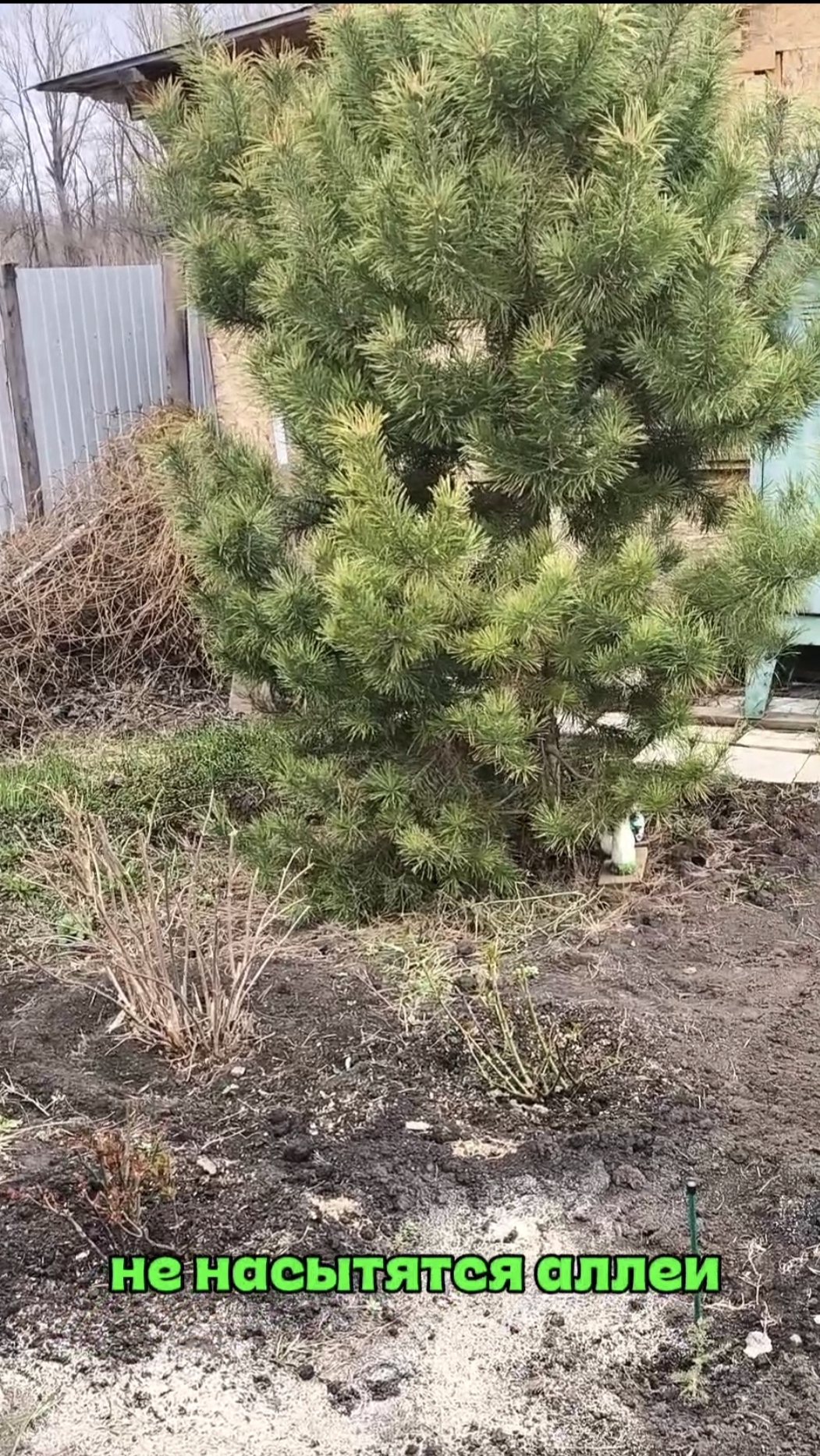 Не насытятся аллеи