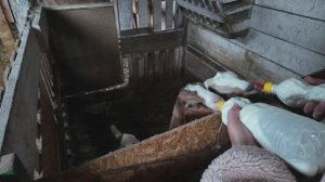 Доим корову, думаем о ремонте