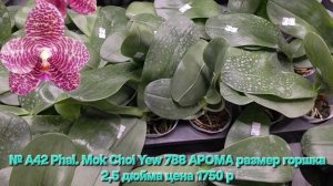 № А42 Phal. Mok Choi Yew 788 АРОМА размер горшка 2,5 дюйма