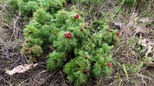 Хомутовская степь весна дождь