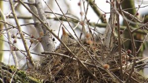 САМКА ДРОЗДА РЯБИННИКА в ГНЕЗДЕ /13 04 26/