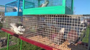 Птичий рынок. Ленинградская. [12.04.2026]