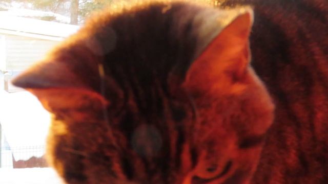 Утренние кошки / Муся и Китя