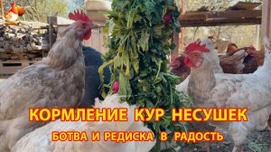Кормление кур редиской и ботвой от редиса несушкам в радость