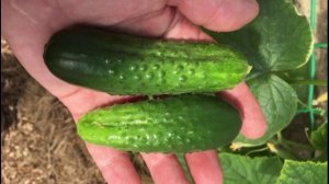 САМЫЙ РАННИЙ урожай огурцов. КОГДА СЕЯТЬ (сажать) на рассаду?