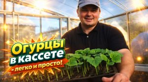 Кассетная технология выращивания огурцов-легче не придумаешь!