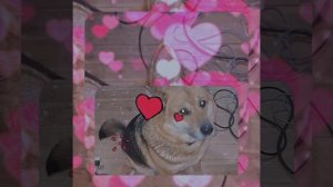 1000056012.mp4 (Собака наблюдает за устройством лестницы на 2-ой этаж в доме А-фрейм)