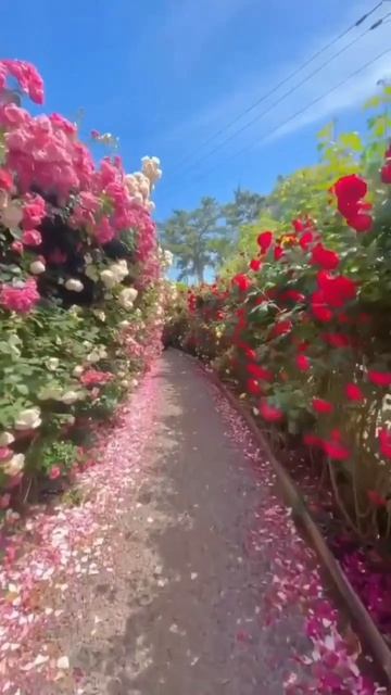 Скрипка плачет